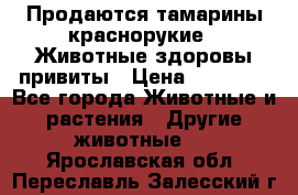 Продаются тамарины краснорукие . Животные здоровы привиты › Цена ­ 85 000 - Все города Животные и растения » Другие животные   . Ярославская обл.,Переславль-Залесский г.